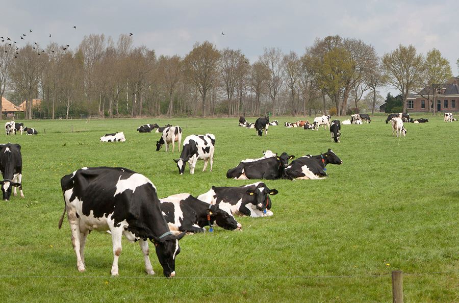 Image de la catégorie Mélangeuses à vis horizontale